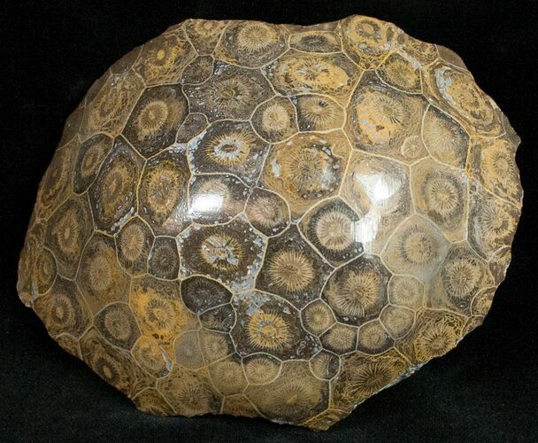 Polished Fossil Coral Head - Morocco #12128